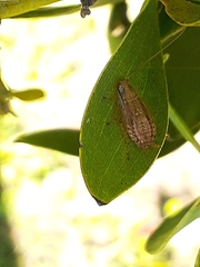 Pseudophyllodromiinae
