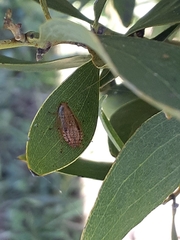 Pseudophyllodromiinae