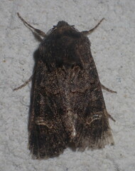 Aporophyla chioleuca