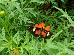 Heliconius doris