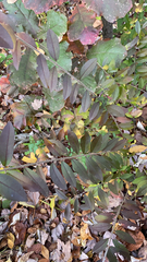 Ligustrum obtusifolium