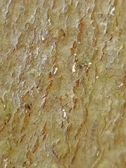 Cryptococcus fagisuga