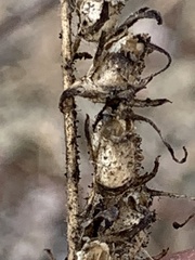 Sairocarpus vexillocalyculatus