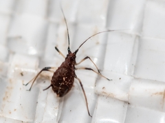 Macrosiphini