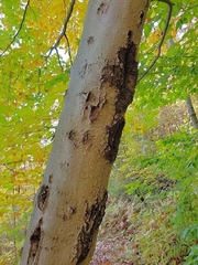 Cryptococcus fagisuga