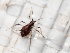 Macrosiphini