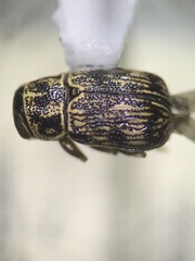 Cryptocephalinae