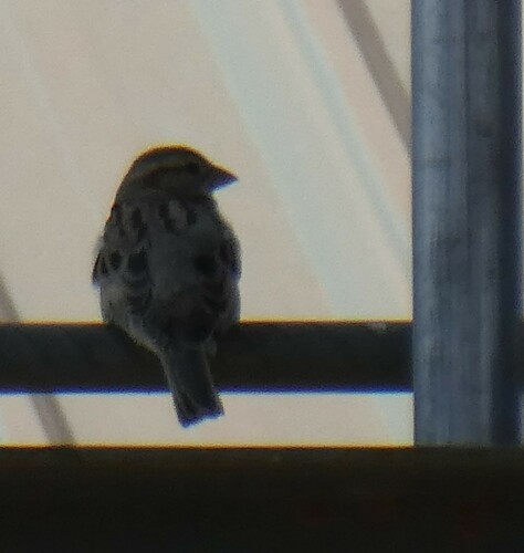 House Sparrow