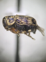 Cryptocephalinae