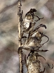 Sairocarpus vexillocalyculatus