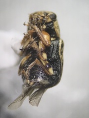 Cryptocephalinae