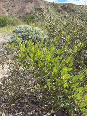 Stegnosperma halimifolium