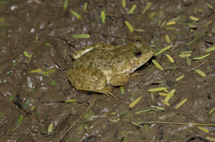 Euphlyctis cyanophlyctis