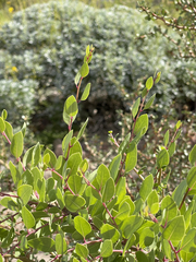 Stegnosperma halimifolium