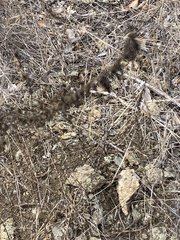 Sairocarpus vexillocalyculatus