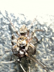 Hasarius adansoni
