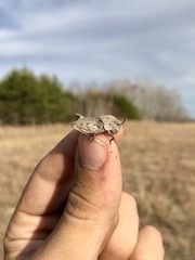 Pardalophora apiculata