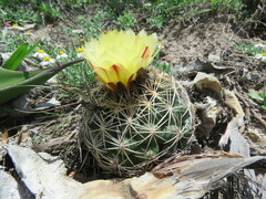 Coryphantha radians