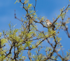 Synallaxis albescens