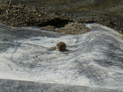 Peromyscus sonoriensis