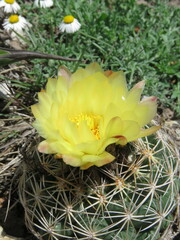 Coryphantha radians
