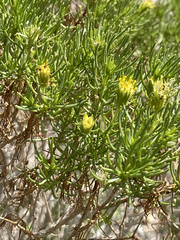 Peucephyllum schottii
