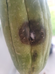 Sclerotinia sclerotiorum