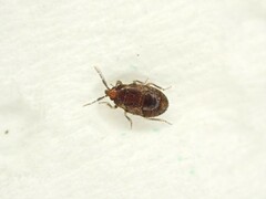 Anthocoridae