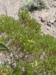 Peucephyllum schottii