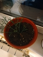Hatiora salicornoides