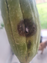Sclerotinia sclerotiorum