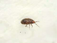 Anthocoridae