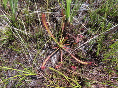 Drosera capensis