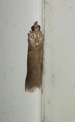 Ectomyelois ceratoniae