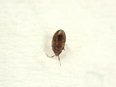 Anthocoridae