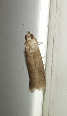 Ectomyelois ceratoniae