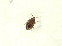 Anthocoridae