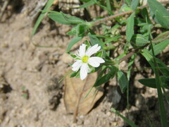 Alsineae