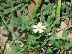 Alsineae