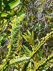 Struthiola tomentosa