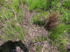 Utricularia bisquamata