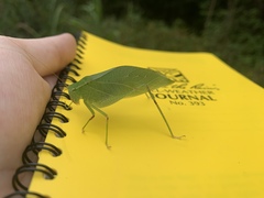 Microcentrum retinerve