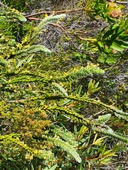 Struthiola tomentosa