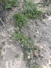 Lyrocarpa coulteri