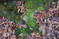 Thuidium
