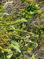 Struthiola tomentosa