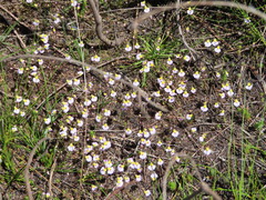 Utricularia bisquamata
