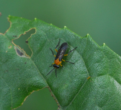Symphyta