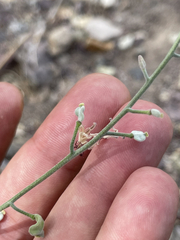 Lyrocarpa coulteri
