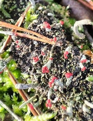 Cladonia floerkeana